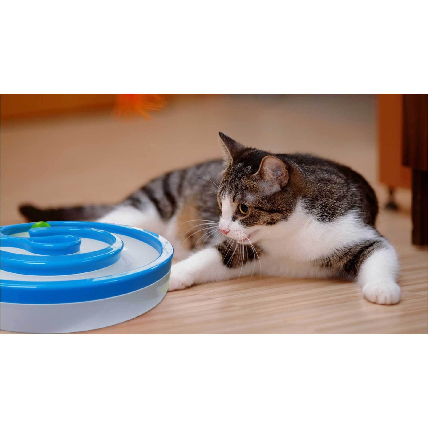 Interactive Cat Track Circle with LED  Sound Light Rolling Ball -